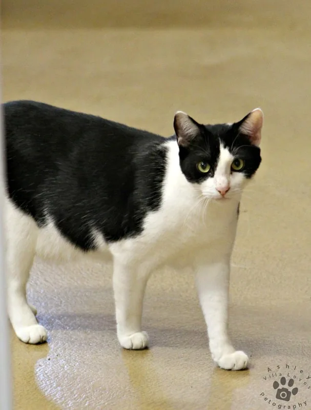 An adult medium-sized male White Domestic Short Hair cat named Azteca for adoption in Mira Loma, CA