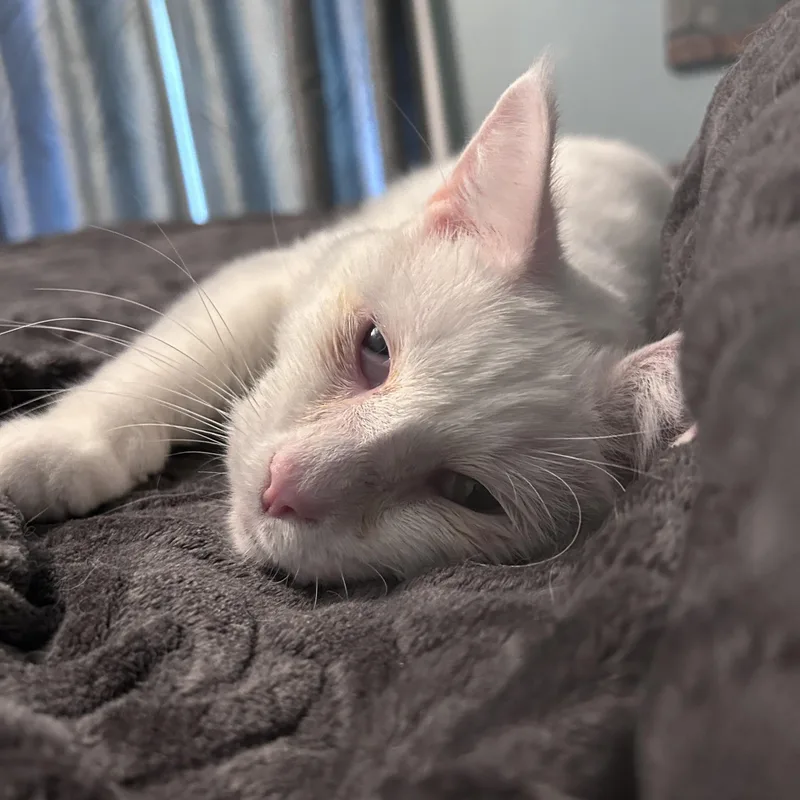 An adult medium-sized male White Domestic Short Hair cat named Tofu for adoption in Grand Rapids, MI