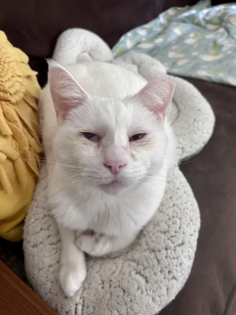 Tofu thumbnail 2
