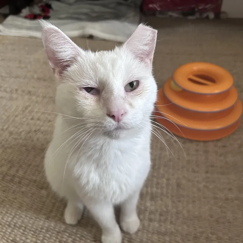 Tofu thumbnail 3