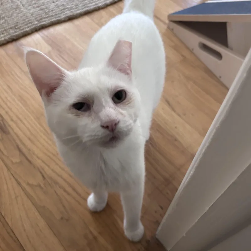Tofu thumbnail 4