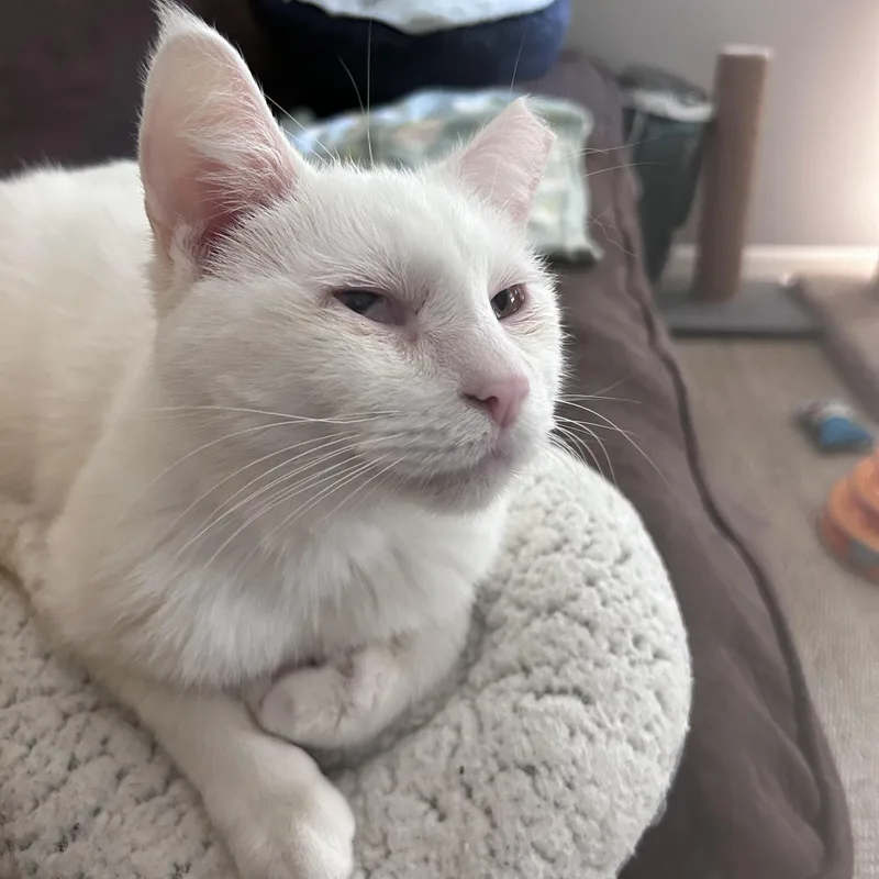 Tofu thumbnail 5