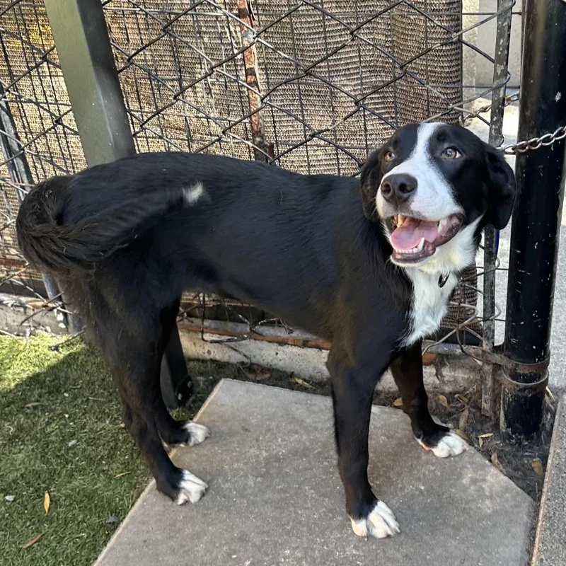 A young medium-sized female Black Smooth Collie dog named Spring for adoption in Point Richmond, CA