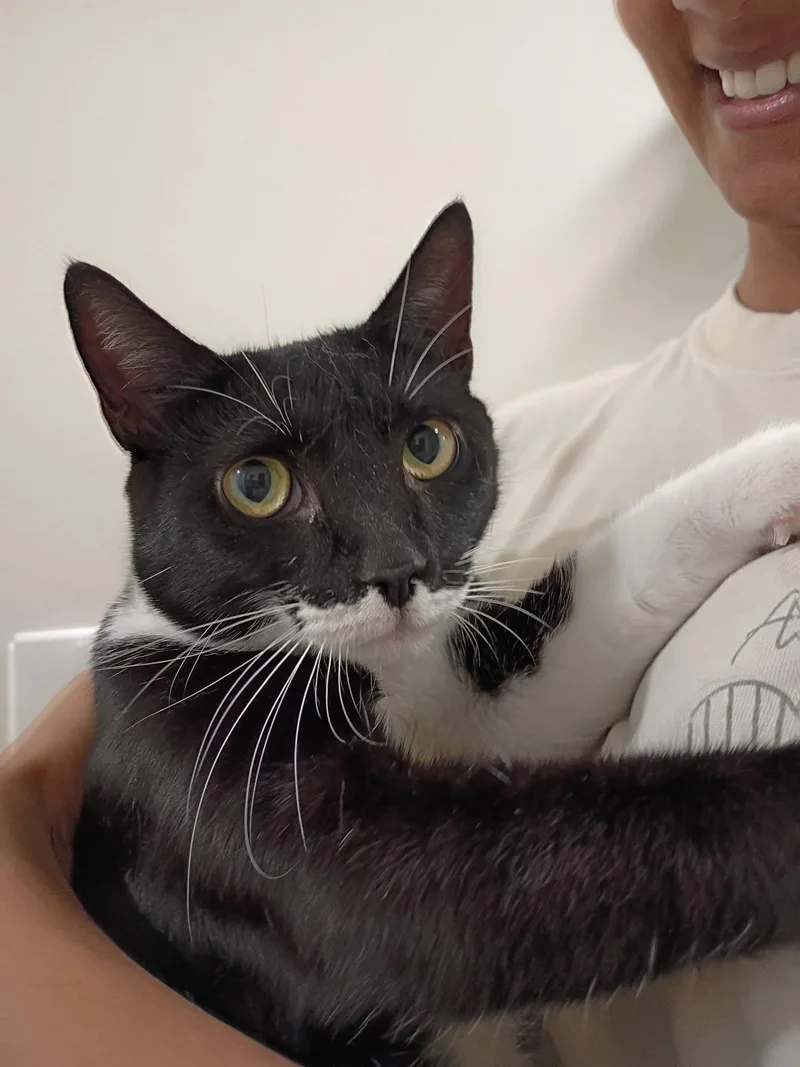 An adult medium-sized female Black & White / Tuxedo Tuxedo cat named Petunia The Flower Goddess for adoption in Jersey City , NJ