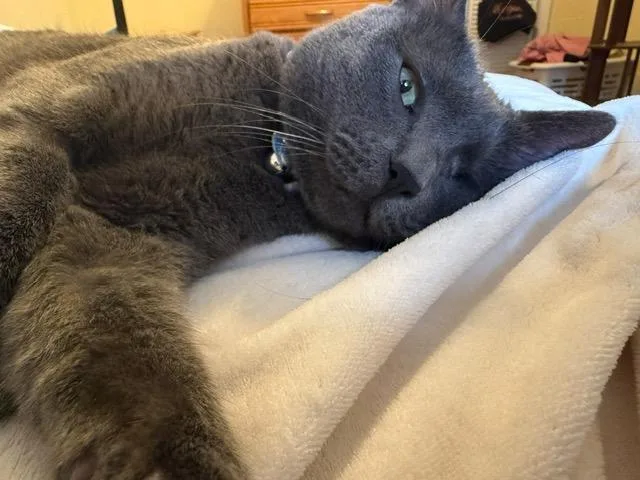 An adult medium-sized male Gray / Blue / Silver Domestic Short Hair cat named Mercury for adoption in Oak Forest, IL