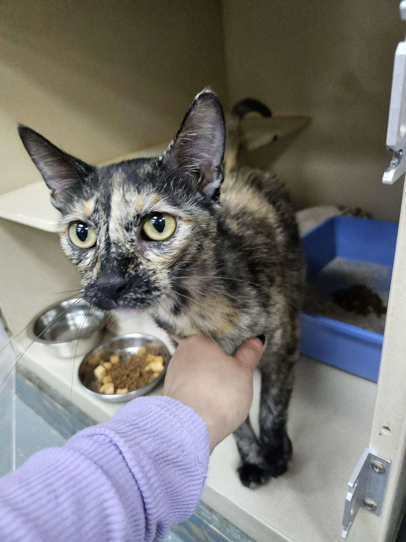 A young medium-sized female Tortoiseshell cat named Coconut for adoption in Buena Park, CA