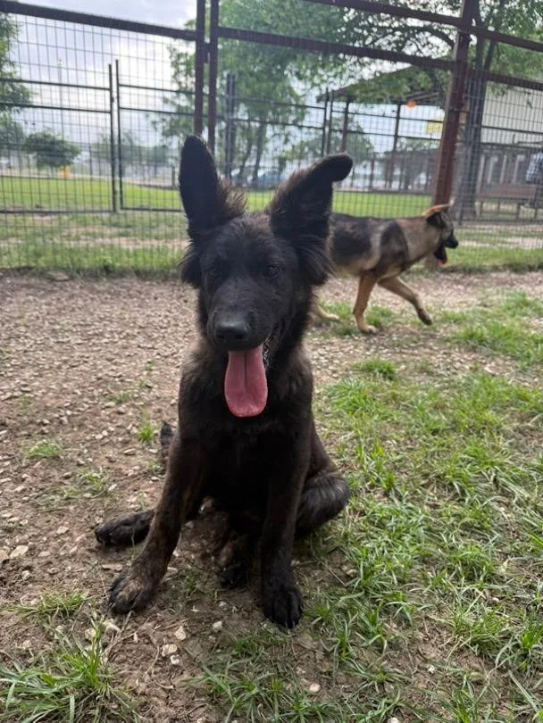 A young large-sized female Bicolor German Shepherd Dog dog named Georgia for adoption in Brookfield, CT