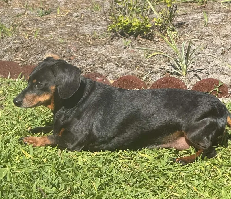 A senior small-sized female Dachshund dog named Rosie for adoption in Palm Harbor, FL
