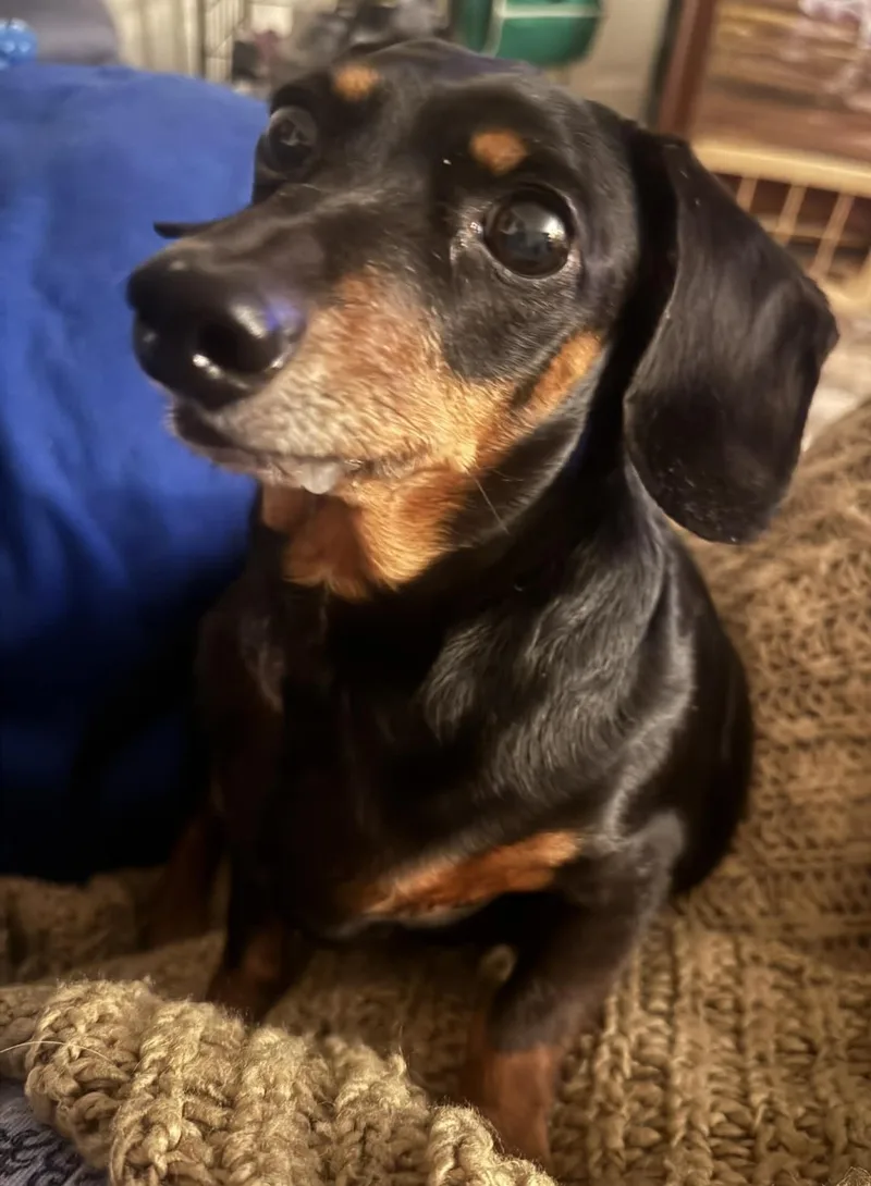 Rosie thumbnail 3