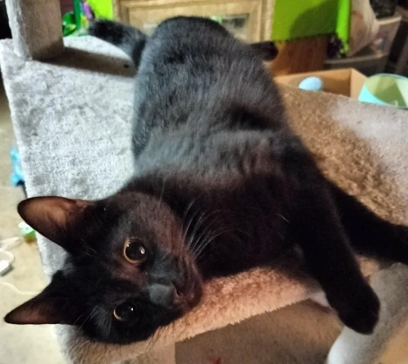 A young large-sized male Domestic Short Hair cat named Moon for adoption in San Jacinto, CA