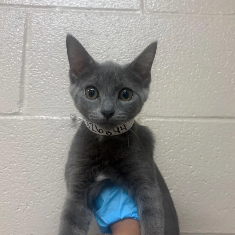 A baby small-sized female Gray / Blue / Silver Domestic Short Hair cat named Mint for adoption in Birmingham, AL