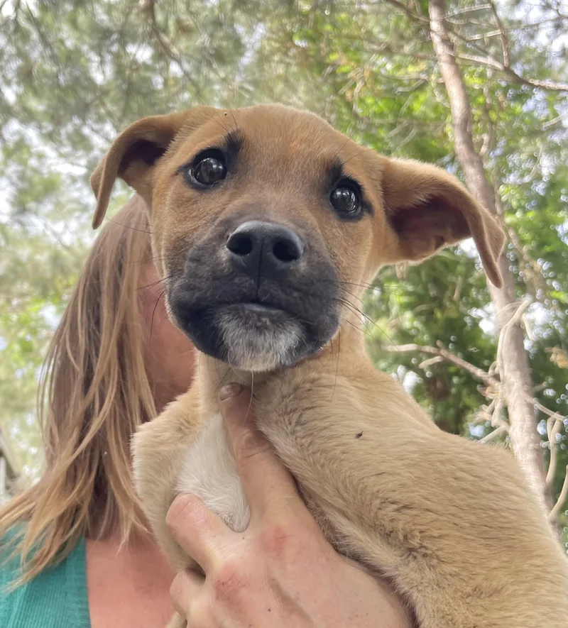 Clarence thumbnail 3