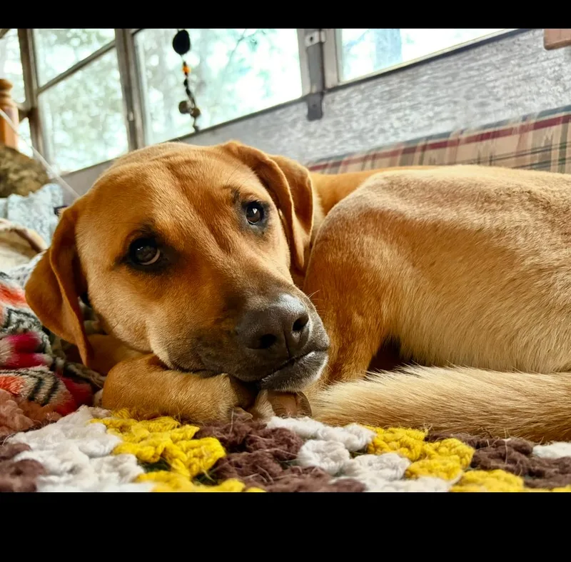 Clarence thumbnail 5