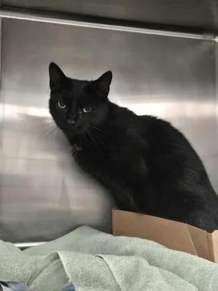 An adult medium-sized male Domestic Short Hair cat named Hocus FKA Zoltan for adoption in West Chester, PA