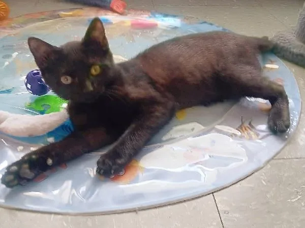 A young medium-sized female Black Domestic Short Hair cat named Sabrina for adoption in Seymour, IN