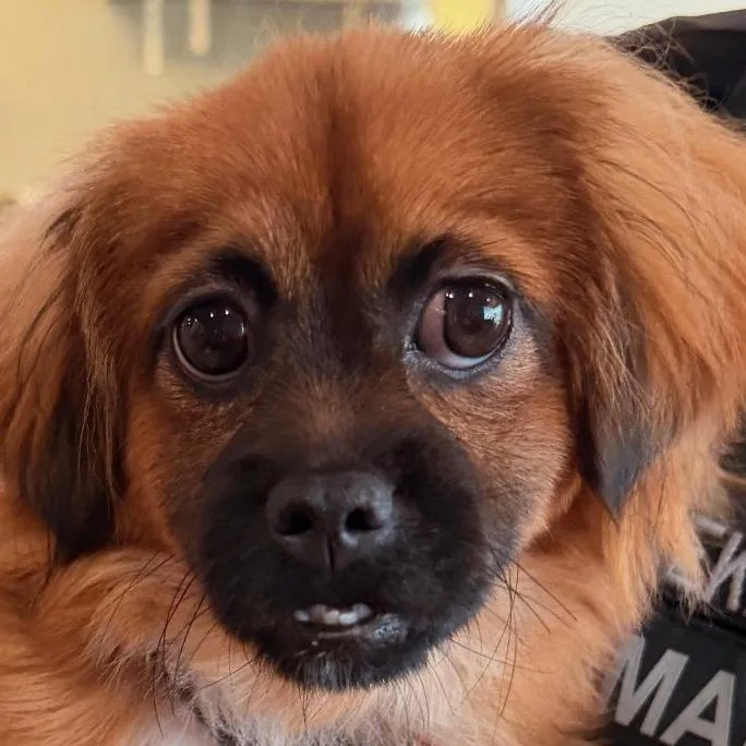 Momo Chino Hills Location