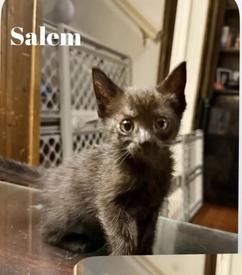 A baby small-sized female Black Domestic Short Hair cat named Salem C Gatlin for adoption in Saunderstown, RI