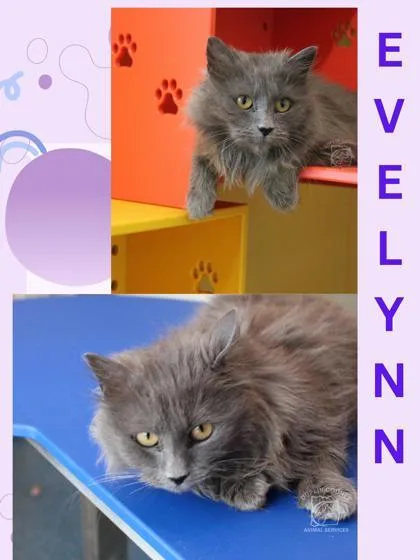 An adult medium-sized female Domestic Medium Hair cat named Evelynn for adoption in Kenansville, NC