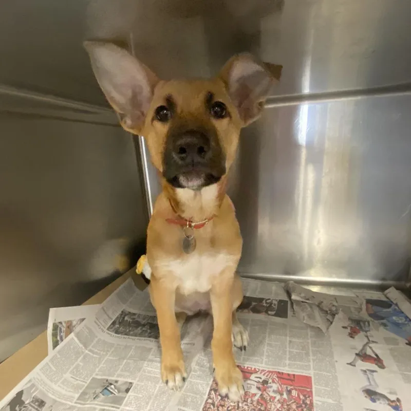 A baby small-sized female Mixed Breed dog named LA Posie for adoption in Port Washington, NY