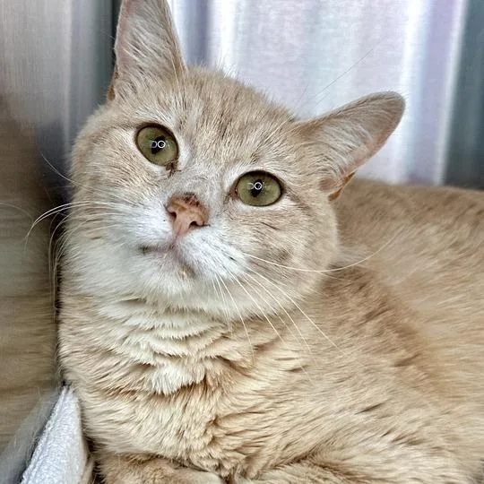 An adult medium-sized female Buff / Tan / Fawn Domestic Short Hair cat named Summer for adoption in Matteson, IL