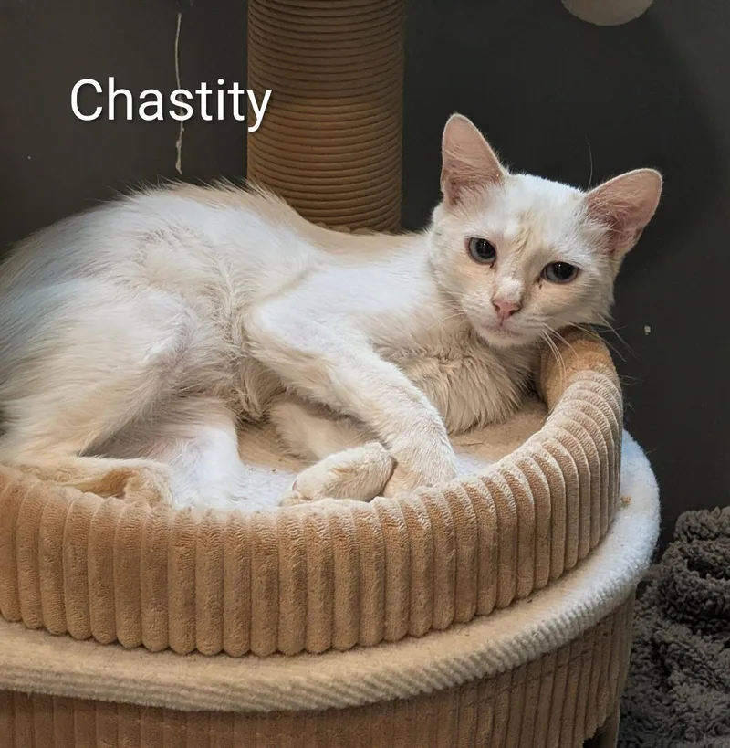 Chastity