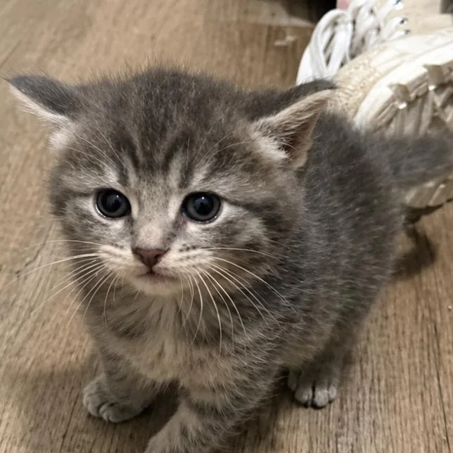 A baby small-sized male Gray / Blue / Silver Domestic Short Hair cat named Roland for adoption in Mount Vernon, IN