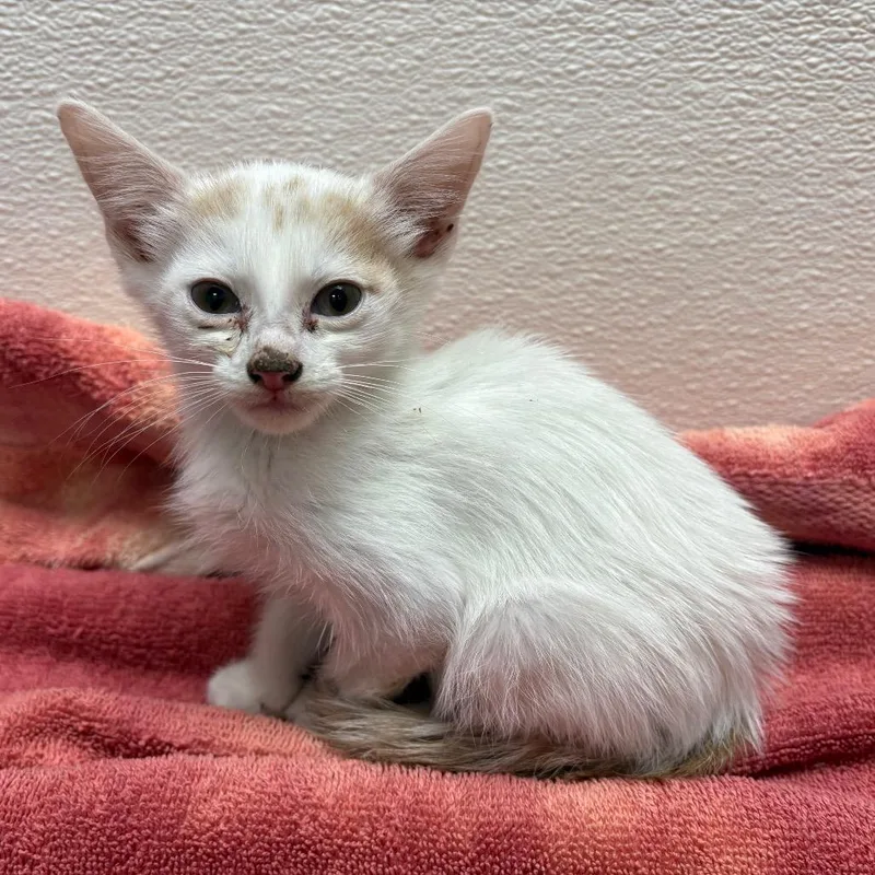 Merengue