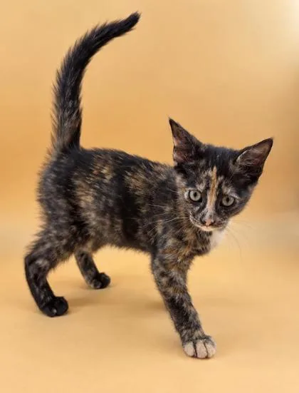A baby medium-sized female Domestic Short Hair cat named Pipin for adoption in Dahlonega, GA