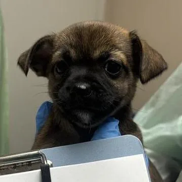 A baby small-sized female Chihuahua dog named Minnow for adoption in Tempe, AZ