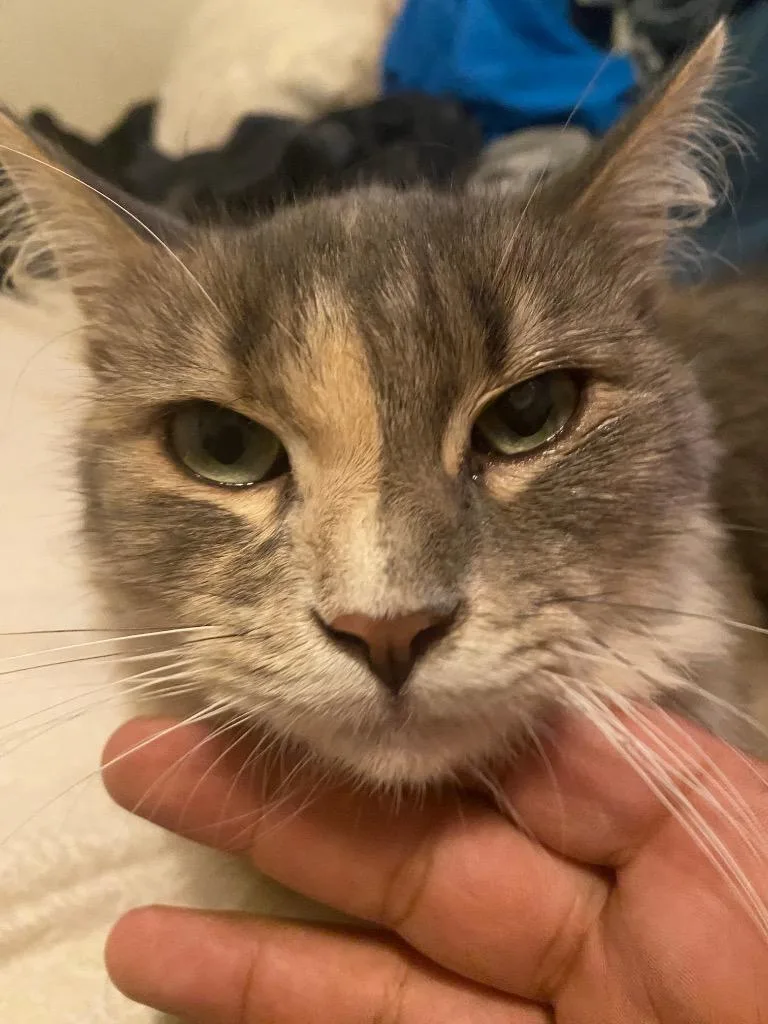Foofie