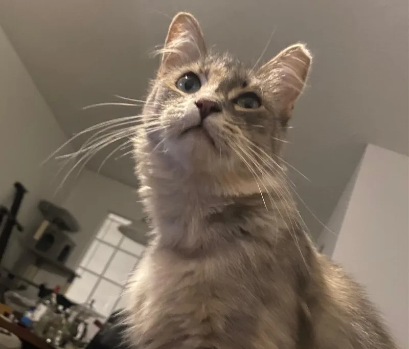 Foofie thumbnail 4