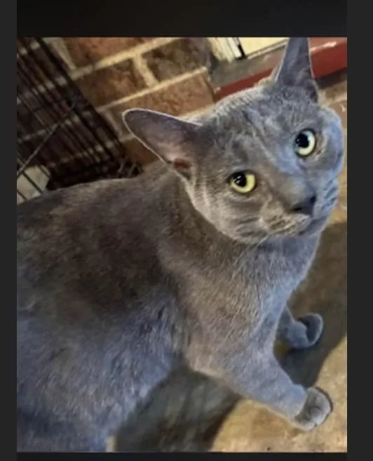 A young medium-sized male Domestic Short Hair cat named Dragon for adoption in York, PA