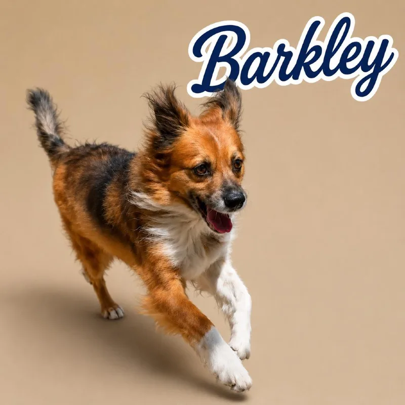Barkley thumbnail 4