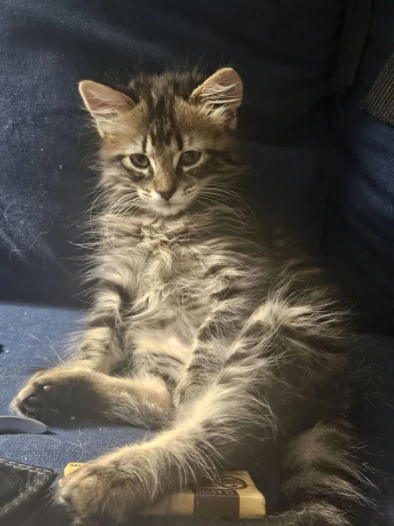 A baby medium-sized female Tabby (Buff / Tan / Fawn) Domestic Long Hair cat named Ruby for adoption in Denver, CO