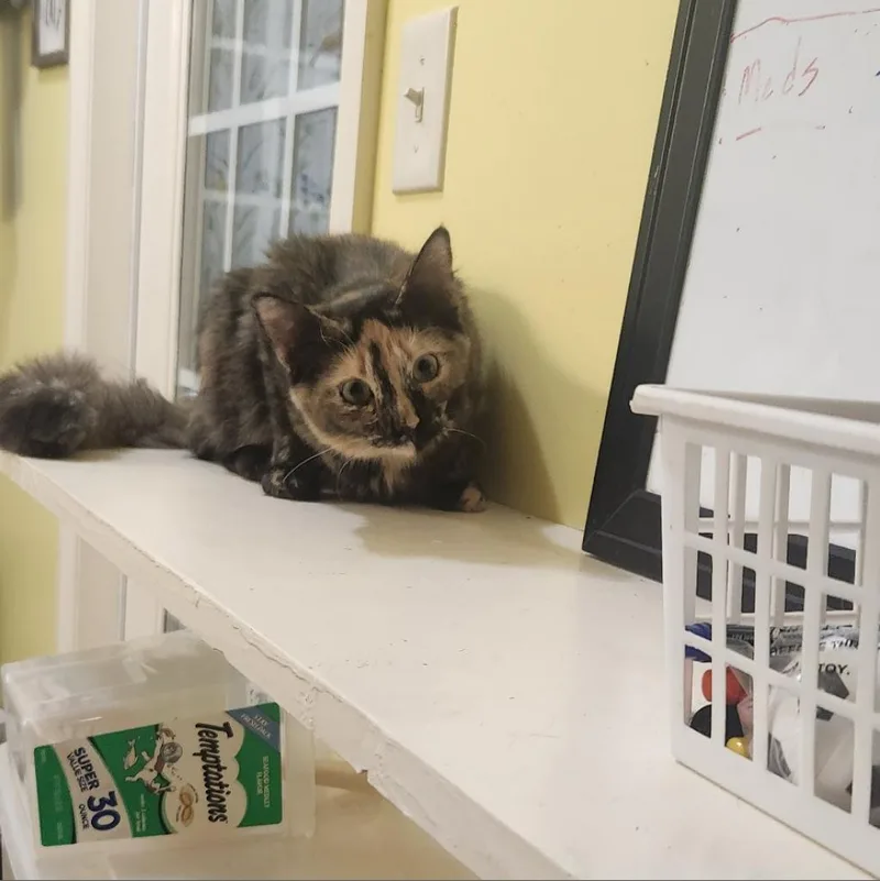 An adult small-sized female Tortoiseshell Domestic Short Hair cat named Annabel Lee for adoption in Tanner, AL
