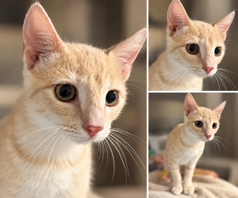 A baby medium-sized male Domestic Short Hair cat named Sunkist for adoption in Kiln, MS