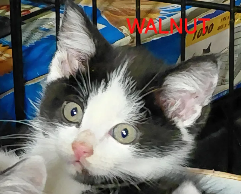A young medium-sized female Domestic Short Hair cat named Walnut for adoption in Bethpage, NY