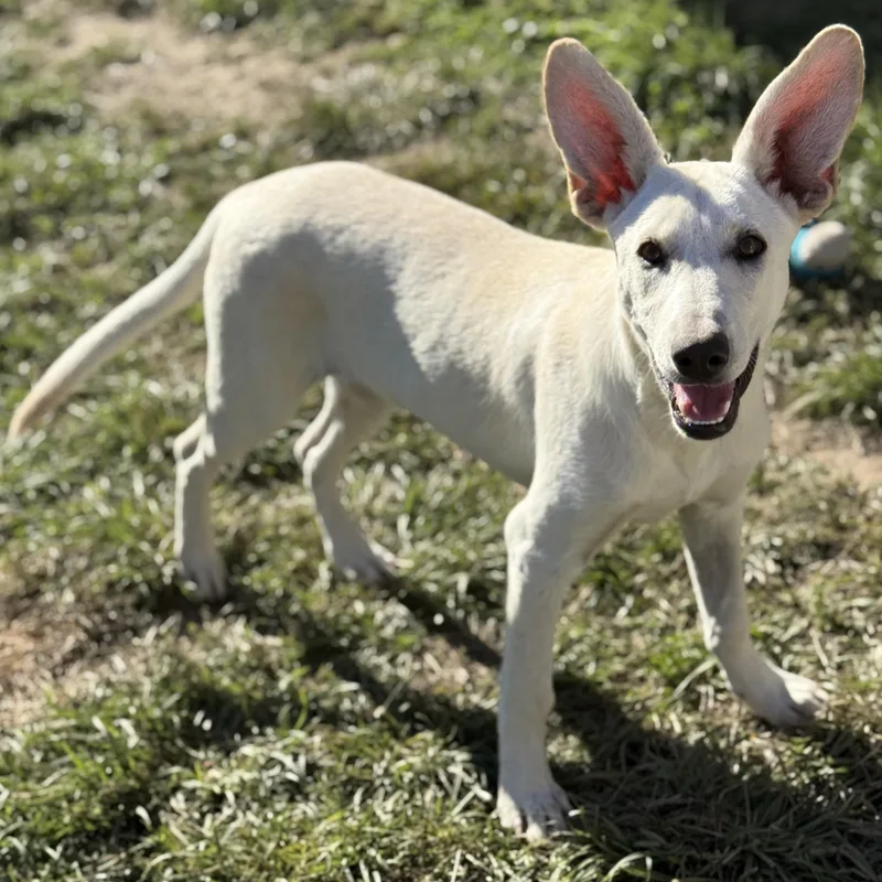 A baby medium-sized female German Shepherd Dog dog named Rue for adoption in Amarillo, TX