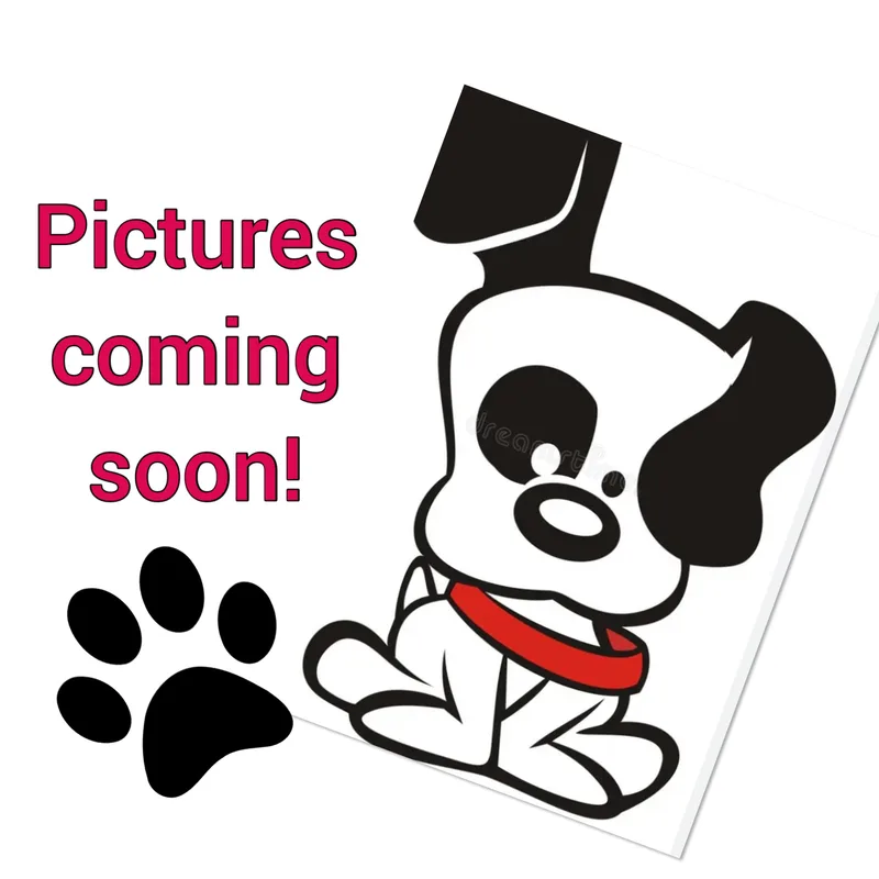 A baby medium-sized female Black Mixed Breed dog named Trisha for adoption in Elyria, OH