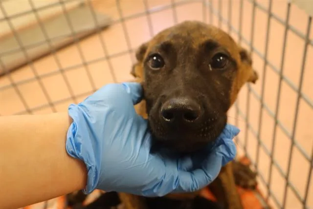 A baby small-sized male Mixed Breed dog named Bert for adoption in Columbia, SC