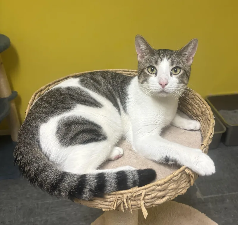 Freckles thumbnail 5