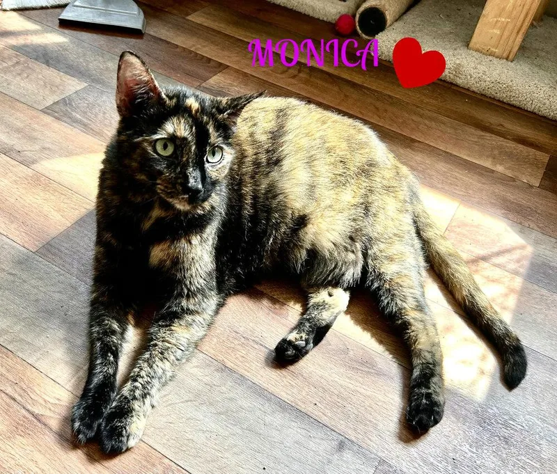 An adult large-sized female Domestic Short Hair cat named MonicaLuna for adoption in Mooresville, NC