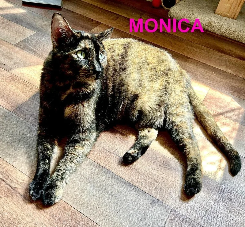 MonicaLuna thumbnail 2