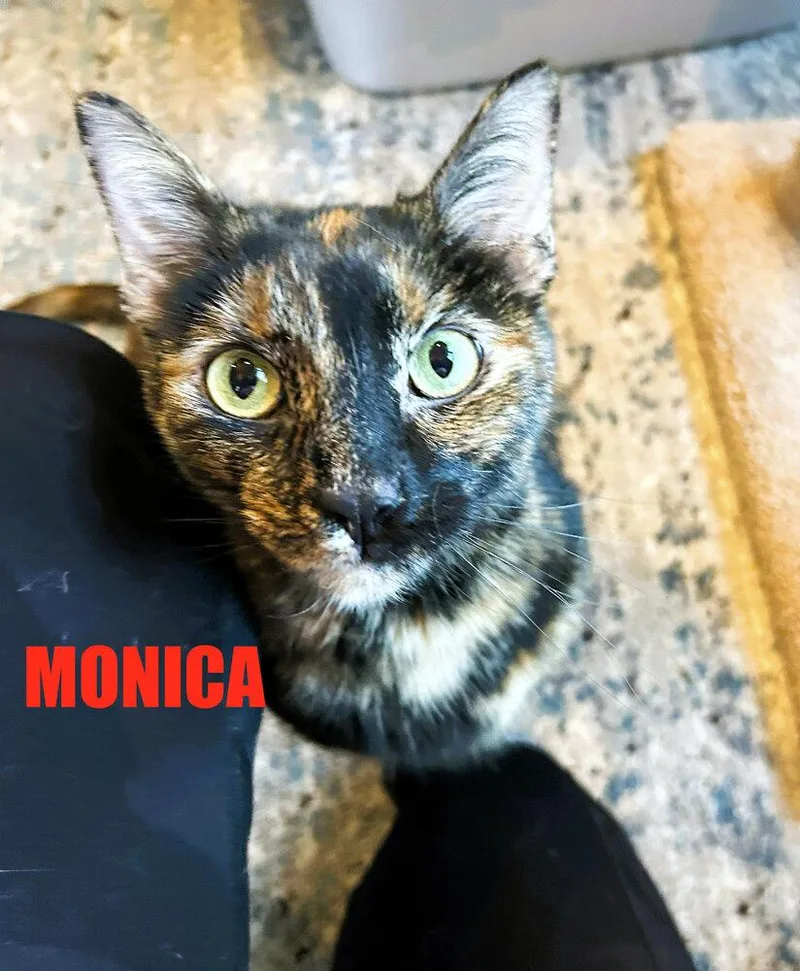 MonicaLuna thumbnail 5
