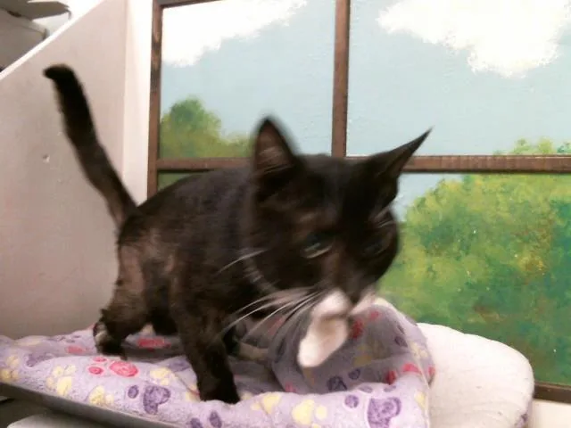 A young medium-sized female Domestic Short Hair cat named Harley for adoption in Houston, TX