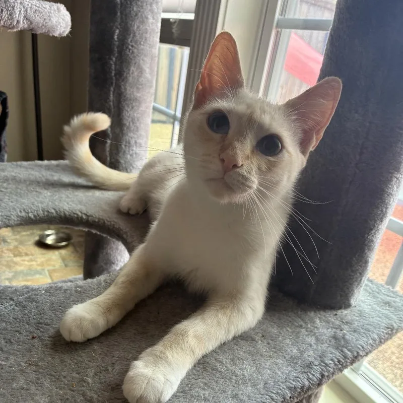 An adult medium-sized female Flame Point Domestic Short Hair cat named Angel Eyes for adoption in Port Neches, TX