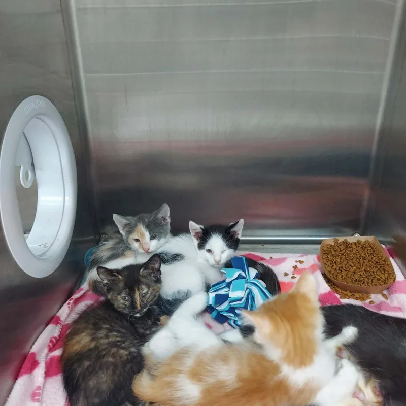 A baby small-sized female Domestic Short Hair cat named Bastet for adoption in Hartsville, SC