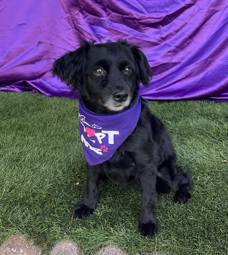 An adult small-sized female Border Collie dog named Dahlia for adoption in Rowland Heights, CA