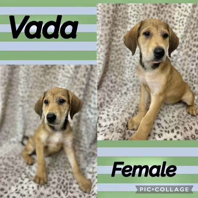 A baby medium-sized female Labrador Retriever dog named Vada for adoption in Manchester, CT