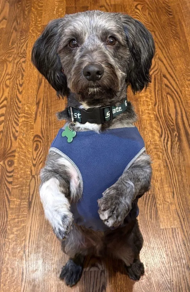 A young medium-sized male Scottish Terrier dog named Henry for adoption in West Bloomfield, MI